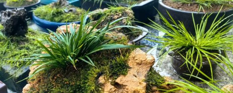 菖蒲盆栽养护方法，平时保持土壤湿润