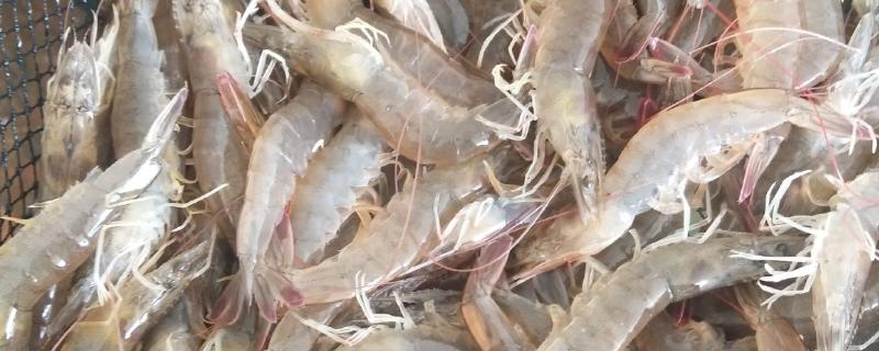 对虾和青虾有什么区别，科属、体色、生活环境等方面均不同