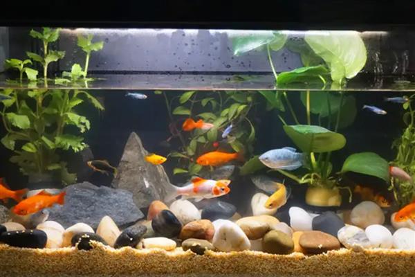 鱼缸的鱼为什么总在上面，说明水体的溶氧比较低