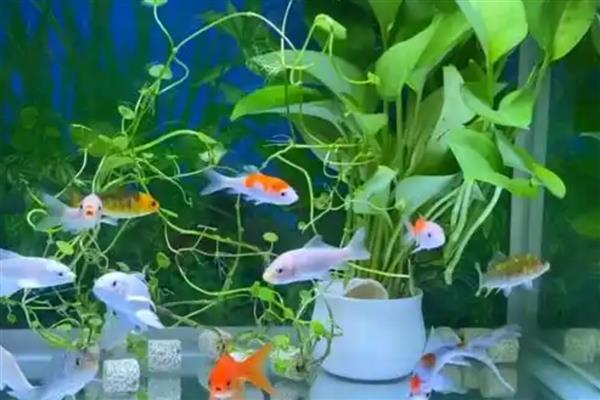 鱼缸的鱼为什么总在上面，说明水体的溶氧比较低