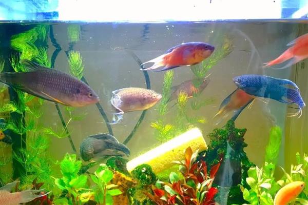 鱼缸的鱼为什么总在上面，说明水体的溶氧比较低