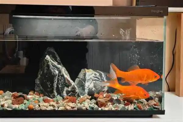 鱼缸的鱼为什么总在上面，说明水体的溶氧比较低