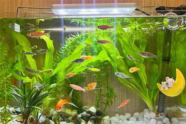 鱼缸的鱼为什么总在上面，说明水体的溶氧比较低