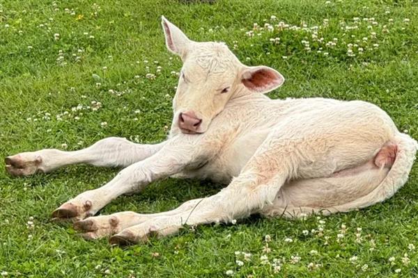 羊可以存活多久,普通品种的寿命为10-12年左右