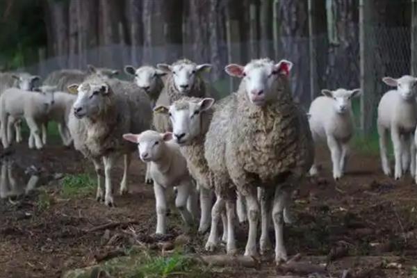 羊可以存活多久,普通品种的寿命为10-12年左右
