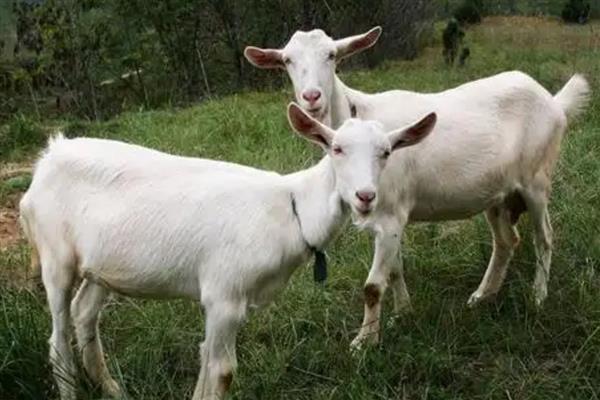 羊可以存活多久,普通品种的寿命为10-12年左右