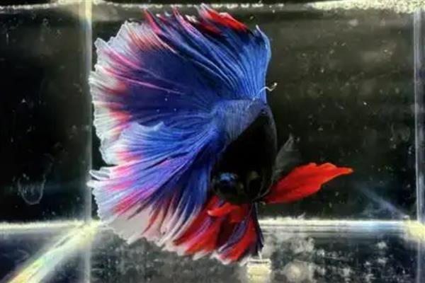 斗鱼身上长白点的原因及解决方法，可能是感染了寄生虫所致