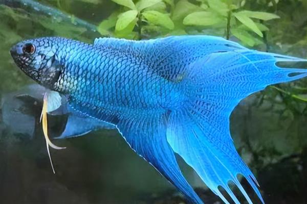 斗鱼身上长白点的原因及解决方法，可能是感染了寄生虫所致