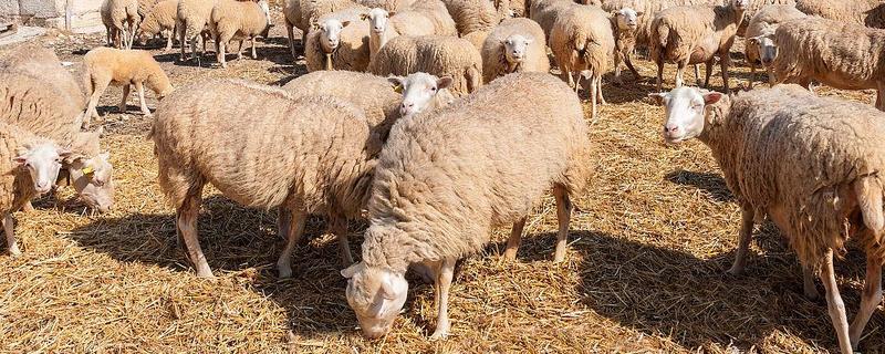 羊饲料的配制，原料包括玉米粉、草粉等