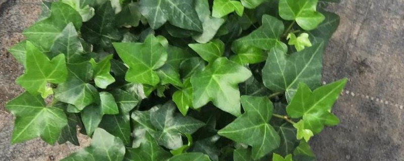 常春藤怎么扦插，插入土壤后要压实