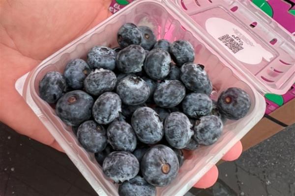 蓝莓的果肉颜色,成熟后呈浅绿色