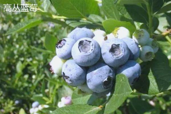 蓝莓的果肉颜色,成熟后呈浅绿色