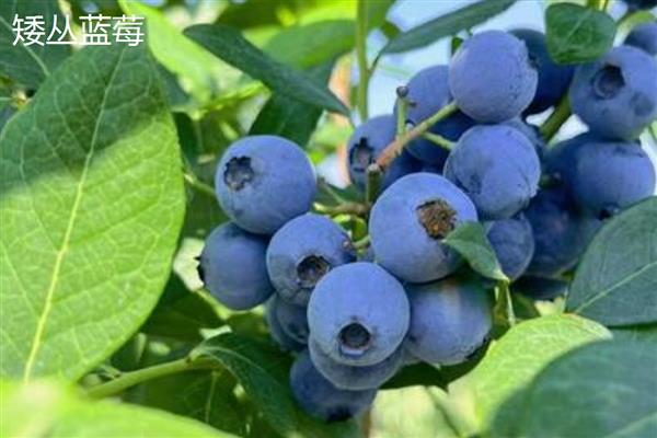 蓝莓的果肉颜色,成熟后呈浅绿色