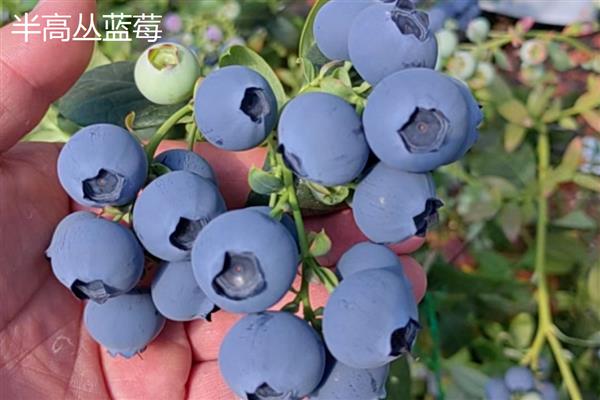 蓝莓的果肉颜色,成熟后呈浅绿色