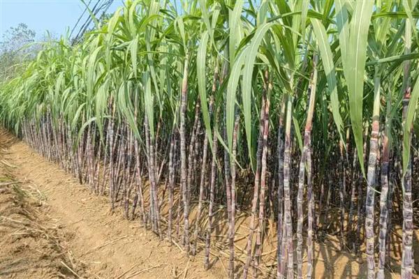 甘蔗的品种，按产区分为粤糖系列、福农系列等