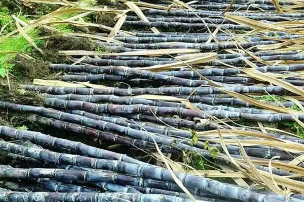 甘蔗的品种，按产区分为粤糖系列、福农系列等