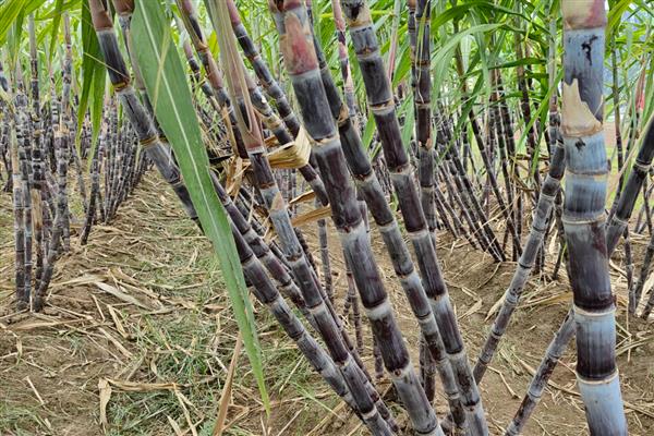 甘蔗的品种，按产区分为粤糖系列、福农系列等