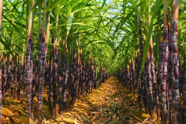 甘蔗的品种，按产区分为粤糖系列、福农系列等