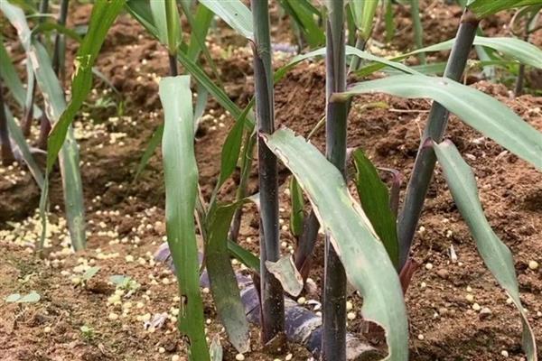 甘蔗的品种，按产区分为粤糖系列、福农系列等