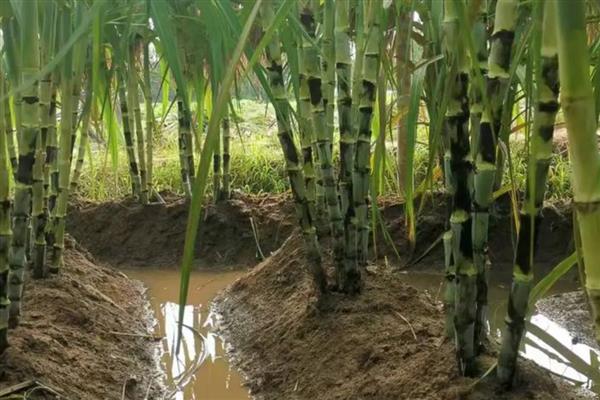 甘蔗的品种，按产区分为粤糖系列、福农系列等