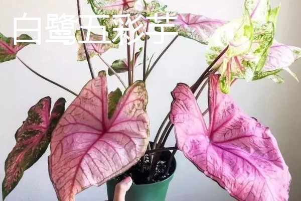 五彩芋的品种，常见的有小叶五彩芋、白鹭五彩芋等