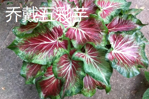 五彩芋的品种，常见的有小叶五彩芋、白鹭五彩芋等