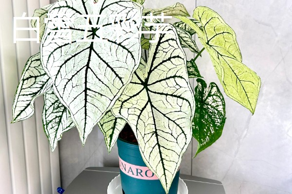 五彩芋的品种，常见的有小叶五彩芋、白鹭五彩芋等