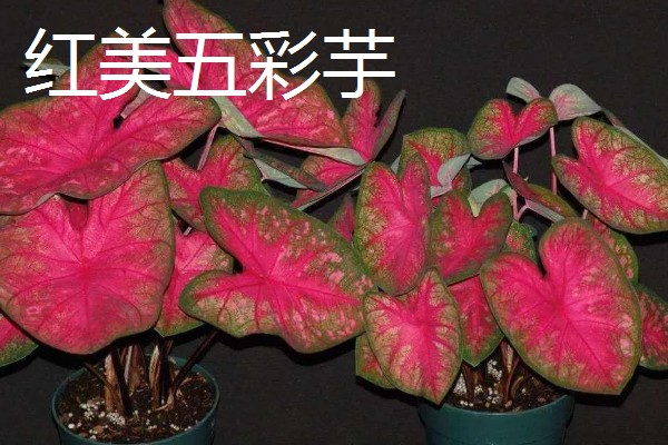 五彩芋的品种，常见的有小叶五彩芋、白鹭五彩芋等