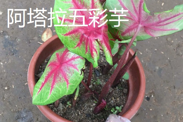 五彩芋的品种，常见的有小叶五彩芋、白鹭五彩芋等