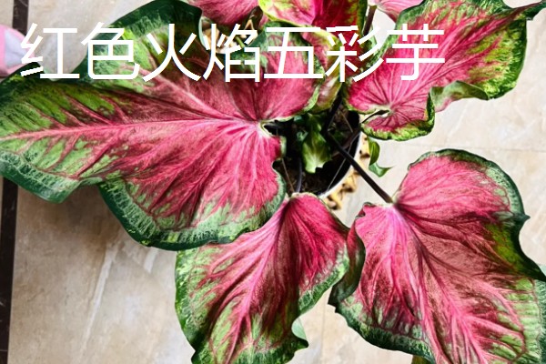 五彩芋的品种，常见的有小叶五彩芋、白鹭五彩芋等