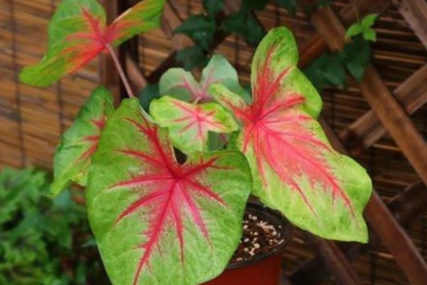 五彩芋的品种，常见的有小叶五彩芋、白鹭五彩芋等