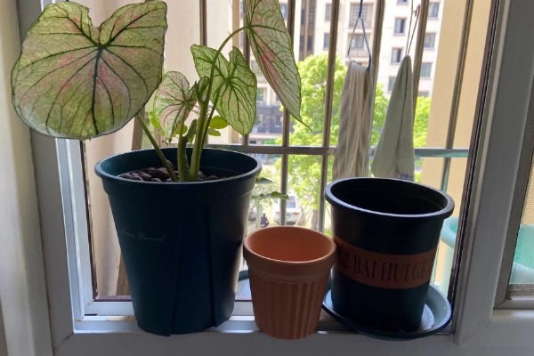 五彩芋的品种，常见的有小叶五彩芋、白鹭五彩芋等