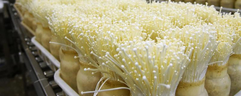 金针菇的种植技术，通常在每年的9月份开始栽培