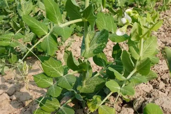 冬季豌豆的种植方法,播种前需要浸种处理