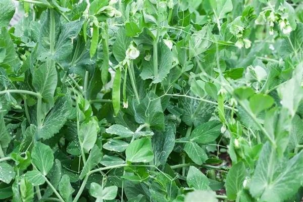 冬季豌豆的种植方法,播种前需要浸种处理