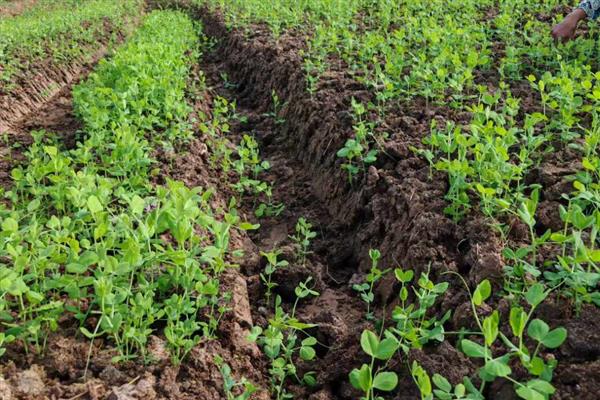 冬季豌豆的种植方法,播种前需要浸种处理