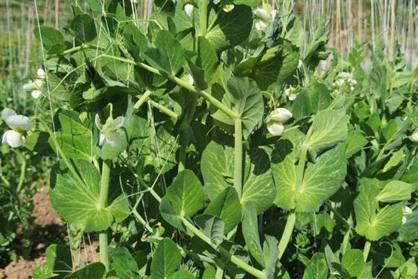 冬季豌豆的种植方法,播种前需要浸种处理