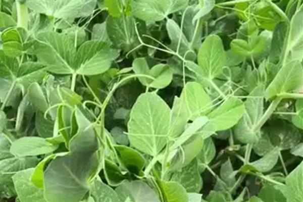 冬季豌豆的种植方法,播种前需要浸种处理
