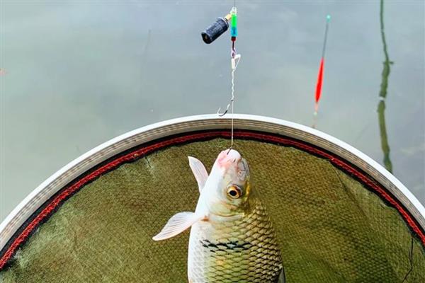 钓鲮鱼选择什么鱼钩,半斤内可用0.3号新关东钩