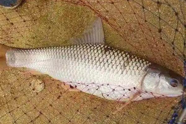 钓鲮鱼选择什么鱼钩,半斤内可用0.3号新关东钩