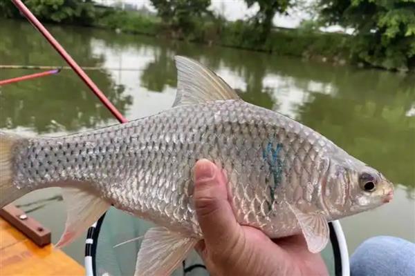 钓鲮鱼选择什么鱼钩,半斤内可用0.3号新关东钩