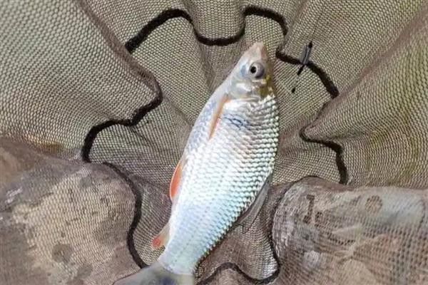 钓鲮鱼选择什么鱼钩,半斤内可用0.3号新关东钩