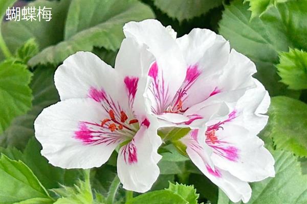 蝴蝶梅和天竺葵有什么区别，花朵、叶片、花期等方面不同