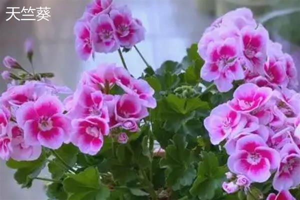 蝴蝶梅和天竺葵有什么区别，花朵、叶片、花期等方面不同