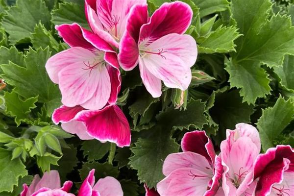 蝴蝶梅和天竺葵有什么区别，花朵、叶片、花期等方面不同