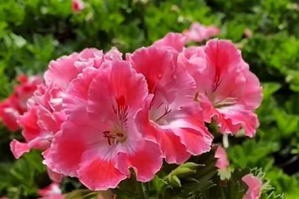 蝴蝶梅和天竺葵有什么区别，花朵、叶片、花期等方面不同