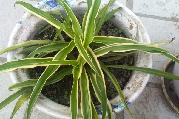 吊兰叶子发黄怎么处理，夏季一定要搬到阴凉的环境中养护