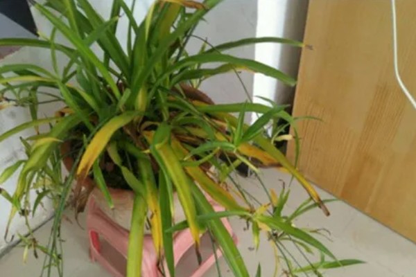 吊兰叶子发黄怎么处理，夏季一定要搬到阴凉的环境中养护