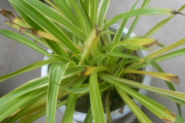 吊兰叶子发黄怎么处理，夏季一定要搬到阴凉的环境中养护