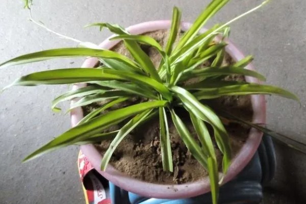 吊兰叶子发黄怎么处理，夏季一定要搬到阴凉的环境中养护